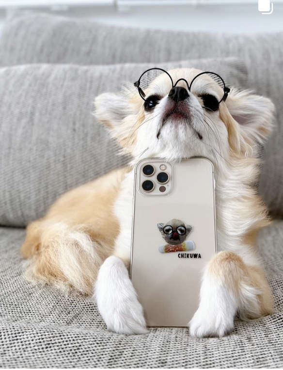 犬の写真と名前「CHIKUWA」をプリントしたスマホケース使用例画像